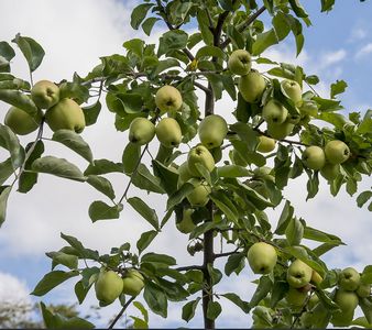 Malus Sieversii tree